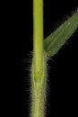 Soft Brome Bromus hordeaceus. Culm and Leaf Sheath Closeup