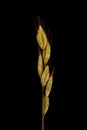 Soft Brome Bromus hordeaceus. Inflorescence Closeup