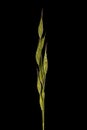 Soft Brome Bromus hordeaceus. Inflorescence Closeup