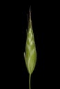 Soft Brome Bromus hordeaceus. Spikelet Closeup