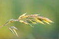 Soft brome culm Royalty Free Stock Photo