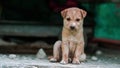 A soft brown color Cute Puppy Sitting with copyspace on the left. small cute puppy dog looking front, Indian street dog puppy Royalty Free Stock Photo