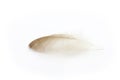 Soft brown duck feather