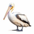 Soft Brushstroke Realism: White Pelican Isolated On White - 3d Illustration