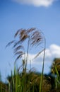 Soft cane growing by the river. Royalty Free Stock Photo