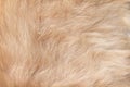 Soft cat fur light brown texture patterns abstract background Royalty Free Stock Photo