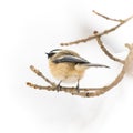 Soft chickadee perching on a branch, closeup detail in feathers