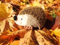 Soft children toy - hedgehog, on autumn leaves, Lithuania Royalty Free Stock Photo