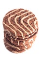 Soft Chocolate Fudge Cookie with Swirl Icing on a White Background Royalty Free Stock Photo
