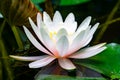 Soft close-up amazing bright pink water lily or lotus flower Marliacea Rosea in old pond. Nympheas are so beautiful Royalty Free Stock Photo