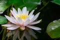 Soft close-up amazing bright pink water lily or lotus flower Marliacea Rosea in old pond Royalty Free Stock Photo