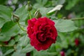 Soft close-up of beautiful big red purple rose in natural sunlight on dark green bokeh background Royalty Free Stock Photo