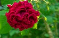Soft close-up of beautiful big red purple rose in natural sunlight on dark green bokeh background. Rose with many amazing petals Royalty Free Stock Photo