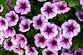 Soft close-up of beautiful colorful blooming petunia flowers Petunia hybrida with purple and white petals Royalty Free Stock Photo