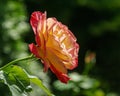 Soft close-up of beautiful rose Double Delight. Luxurious purple rose with yellow heart. Lyric portrait on dark blurred