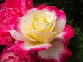 Soft close-up of beautiful rose Double Delight. Luxurious purple rose with yellow heart. Rose petals are covered with rain drops Royalty Free Stock Photo
