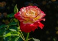 Soft close-up of beautiful rose Double Delight. Luxurious purple rose with yellow heart against the background