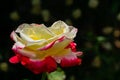 Soft close-up of beautiful rose Double Delight. Luxurious purple rose with yellow heart. Rose petals are covered with rain drops Royalty Free Stock Photo