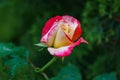 Soft close-up of beautiful rose Double Delight. Luxurious purple rose with yellow heart. Royalty Free Stock Photo