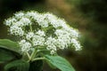 Soft close-up of beautiful white spring flowers of leatherleaf viburnum Viburnum rhytidophyllum Alleghany