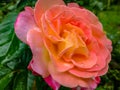 Soft close-up of beautiful yellow orange with red rose Ambiance. Petals are covered with raindrops or morning dew against the back Royalty Free Stock Photo