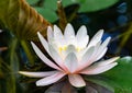 Soft close-up bright pink water lily or lotus flower Marliacea Rosea in garden pond Royalty Free Stock Photo