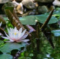 Soft close-up bright pink water lily or lotus flower Marliacea Rosea in old pond. Beautiful Nymphaea in sunlight Royalty Free Stock Photo