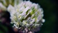 Soft close up of flower with dark background