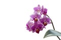 Soft close-up focus of beautiful branch of striped purple mini orchids Sogo Vivien. Phalaenopsis, Moth Orchid Royalty Free Stock Photo