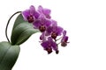 Soft close-up focus of beautiful branch of striped purple mini orchids Sogo Vivien. Phalaenopsis, Moth Orchid Royalty Free Stock Photo