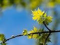 Soft close-up focus of young green graceful leaves of Acer saccharinum against background of blurry spring garden