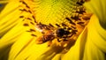 Soft Focus,Close up,Low light macro,The camera can capture the bees eating nectar from the sunflower, the bees pollinate the sunfl