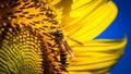 Soft Focus,Close up,Low light macro,The camera can capture the bees eating nectar from the sunflower, the bees pollinate the sunfl
