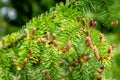 Soft close-up of male young pine cones on branches of Picea omorika on green background
