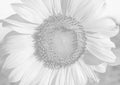 The soft close-up photos of the yellow sunflower and morning sunshine in the backyard for a calming holiday, black and white conce