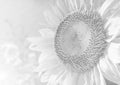 The soft close-up photos of the yellow sunflower and morning sunshine in the backyard for a calming holiday, black and white conce