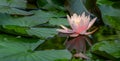 Soft close-up pink water lily, lotus flower Marliacea Rosea reflected in pond Royalty Free Stock Photo