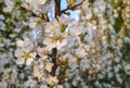Soft close-up of white cherry flowers Nanking cherry or Prunus Tomentosa. Selective focus. Spring landscape, fresh wallpaper