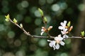 Soft close-up of white cherry flowers Nanking cherry or Prunus Tomentosa on dark green bokeh. Selective focus. Spring landscape