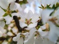 Soft close-up of white cherry flowers Nanking cherry or Prunus Tomentosa. Selective focus. Spring landscape, fresh wallpaper