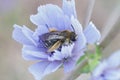 Soft closeup on a female Longhorned solitary bee, EUcera, inside a lightblue wild chicorie flower, Cichorium intybus, in