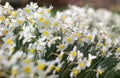 Soft cloud of Narcissi Royalty Free Stock Photo