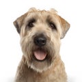 Soft Coated Wheaten Terrier breed dog isolated on a clean white background Royalty Free Stock Photo