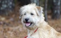 Soft Coated Wheaten Terrier mixed breed dog Royalty Free Stock Photo