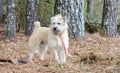 Soft Coated Wheaten Terrier mixed breed dog