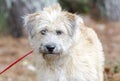 Soft Coated Wheaten Terrier mixed breed dog Royalty Free Stock Photo