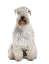 Soft-Coated Wheaten Terrier, sitting Royalty Free Stock Photo