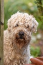 Soft-Coated Wheaten Terrier Royalty Free Stock Photo