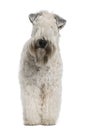 Soft-coated Wheaten Terrier, standing Royalty Free Stock Photo