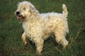 Soft Coated Wheaten Terrier standing on Grass Royalty Free Stock Photo